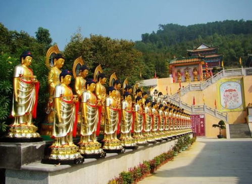 11月7日,阳山银杏节 船游小漓江 栗子风味宴 四星酒店纯玩2日,会员299元 送两斤红薯 含来那个正一早餐